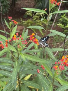 Maharashtra Nature park butterflies
