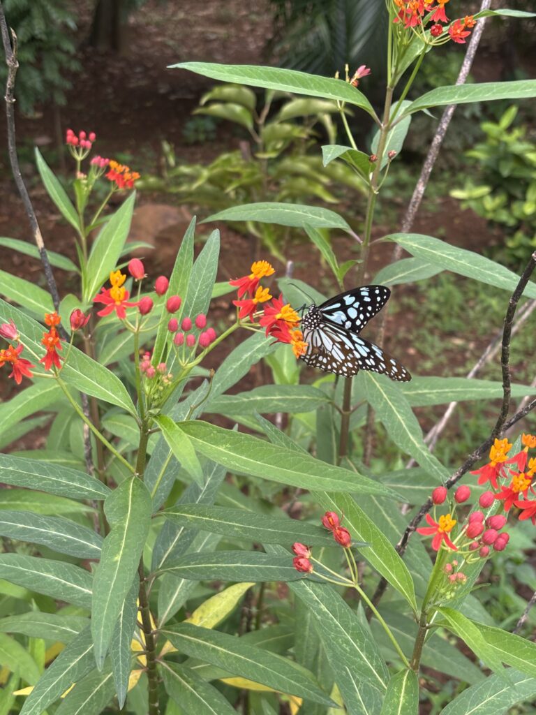 Birthday amidst the green -Maharashtra Nature Park