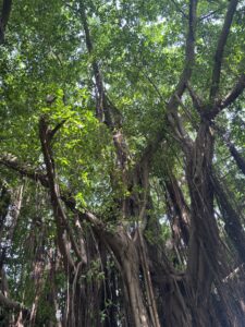 Maharashtra Nature park Flora and fauna 